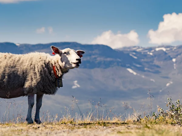 Pecora in montagna, Norvegia — Foto Stock