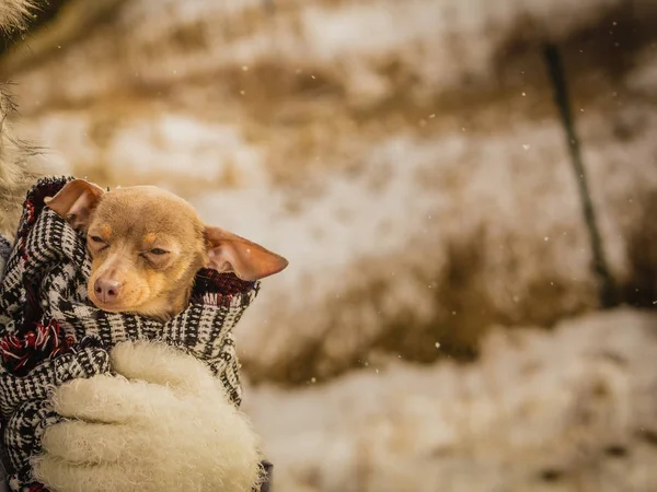 Persona que sostiene al perro durante el invierno —  Fotos de Stock