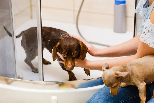 Mulher tomando banho seu cão — Fotografia de Stock