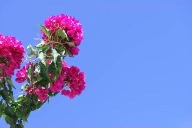 Pembe mor çiçekler ile Bougainvillea çalı