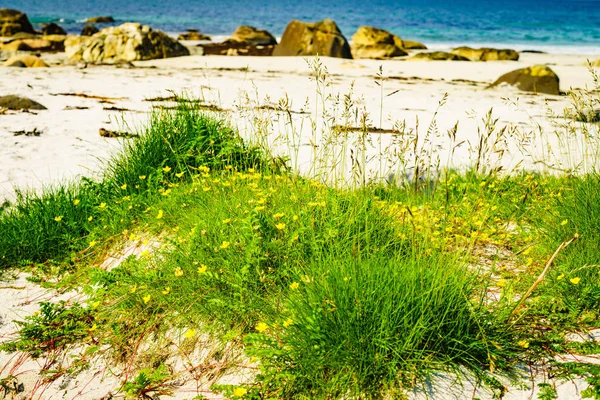 Havet kusten sandiga stranden i semesterorten Bleik Andoya Norge — Stockfoto