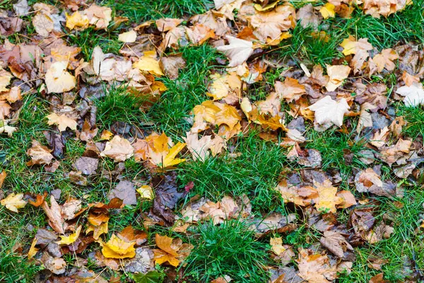 Caduto autunno foglie su erba — Foto Stock