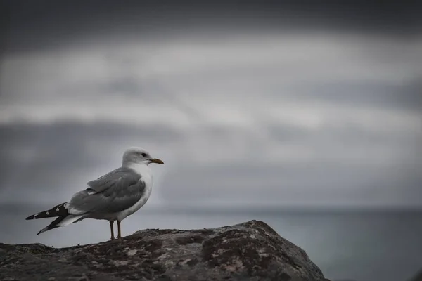 Seagull na brzegu fiordu morskiego — Zdjęcie stockowe