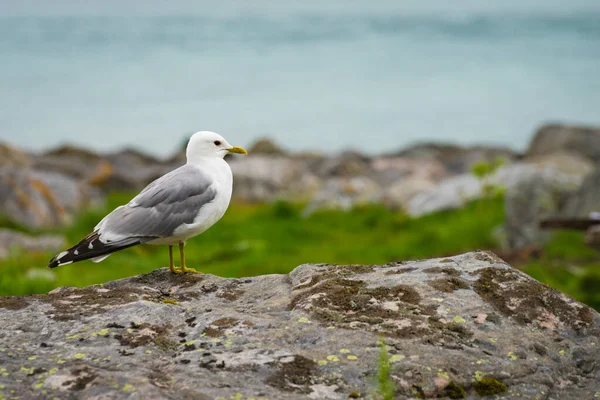 Seagull na břehu fjordu — Stock fotografie