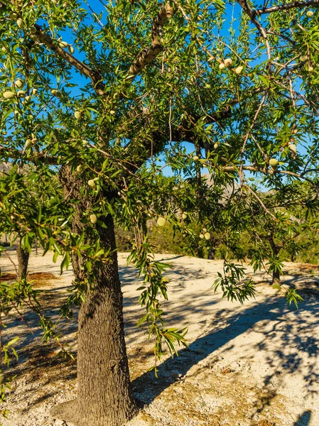 Aceitunas en olivo. Naturaleza de temporada —  Fotos de Stock