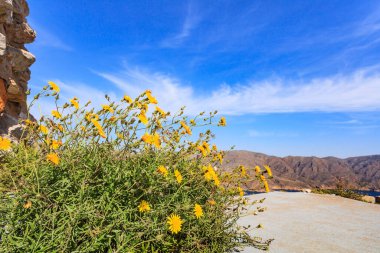 Kayalıklarda yetişen sarı çiçekler. Akdeniz manzarası