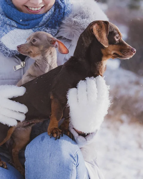 Mujer Joven Divirtiéndose Afuera Nieve Hembra Jugando Con Sus Cachorros —  Fotos de Stock