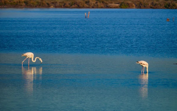 Flamingos Vagueando Água Reserva Regional Las Salinas San Pedro Del — Fotografia de Stock