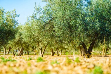 Geleneksel zeytin ağaçları çiftliği. İspanyol doğa manzarası