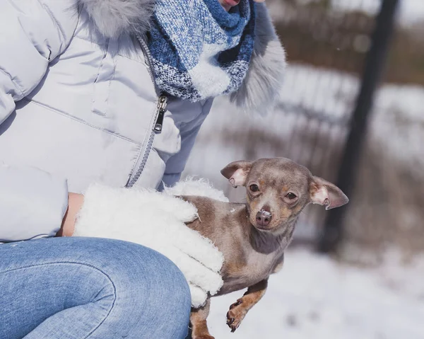 Mujer Joven Divirtiéndose Afuera Nieve Hembra Jugando Con Pequeño Cachorro —  Fotos de Stock