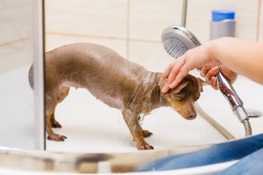 Küçük köpeğiyle ilgilenen bir kadın. Duşun altında kadın yıkama, pinscher ratter prazsky krysarik temizleme. Hayvanlar hijyen kavramı.