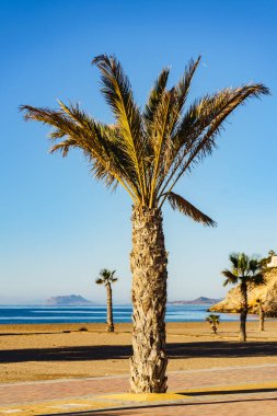 Bolnuevo Sahili, Murcia Bölgesi, İspanya 'da Costa Calida Palmiye ağaçlarıyla kıyı manzarası