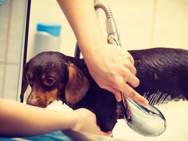 Küçük köpeğiyle ilgilenen bir kadın. Duşun altında kadın yıkama, dachshund temizleme. Hayvanlar hijyen kavramı.