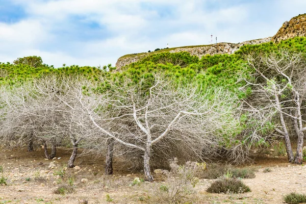 Küstenlandschaft Mit Kiefern Mediterrane Pflanzen — Stockfoto