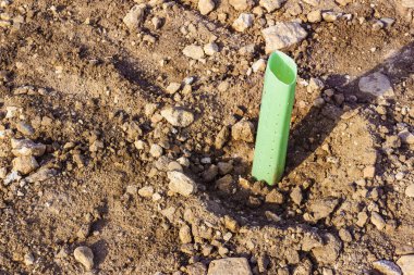 Deniz kıyısındaki genç ağaçları çitlerle sarar ve korur. Saplama, çevre koruma kavramı.