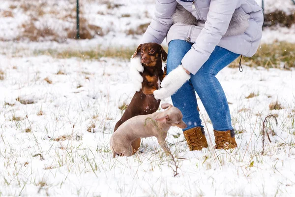 冬の間は楽しい若い女性 女遊びともに彼女の二つの小さな純血犬子犬ながら雪が降っています — ストック写真