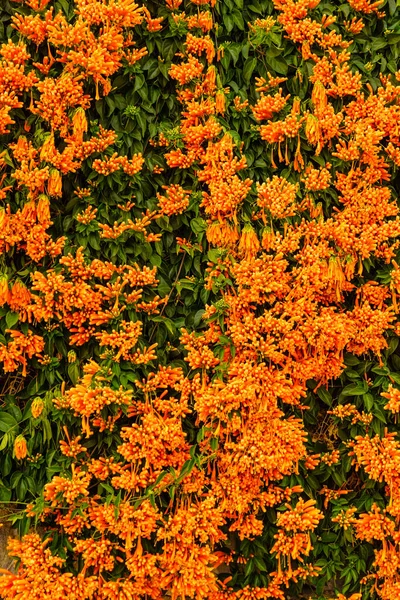 Narancs Virágok Lógnak Kerítés Falán Spanyolországban Pirostegia Venusta Természet Virágzó — Stock Fotó