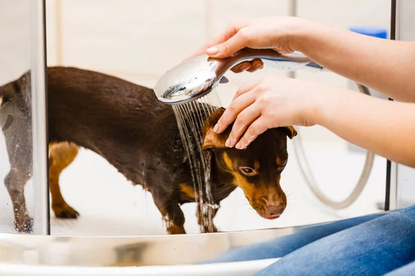 女性は小さな犬の世話をしている 女性の洗濯 シャワーの下での洗浄ダッシュ 動物衛生の概念 — ストック写真