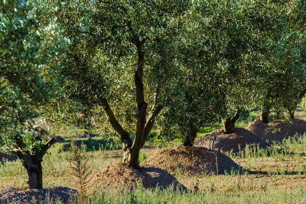 Традиционная Плантация Оливковых Деревьев Природа Испании — стоковое фото