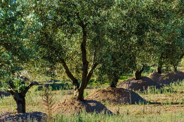 Piantagione Tradizionale Uliveto Paesaggio Naturale Spagnolo — Foto Stock