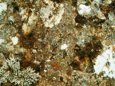 Doğal taş duvar dokusunun arka planı yosunlu sert kaya yüzeyi