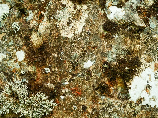 Doğal taş duvar dokusunun arka planı yosunlu sert kaya yüzeyi