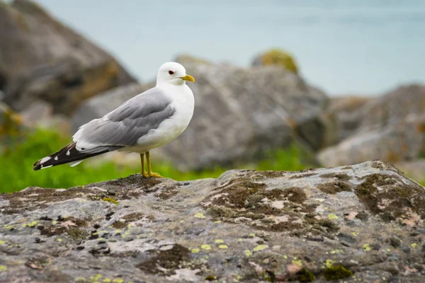 Costa Mar Pedra Com Pássaro Gaivota Ilhas Lofoten Noruega Tempo — Fotografia de Stock