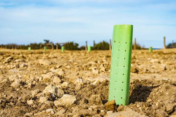 Kerítés Veszi Körül Védi Fiatal Tengerparton Sapling Környezetvédelem — Stock Fotó