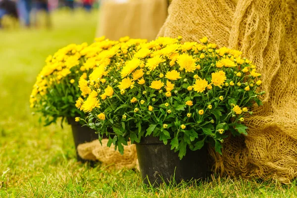 ポットの美しいカラフルな黄色の花 花畑の花束 フォルカ植物概念 — ストック写真