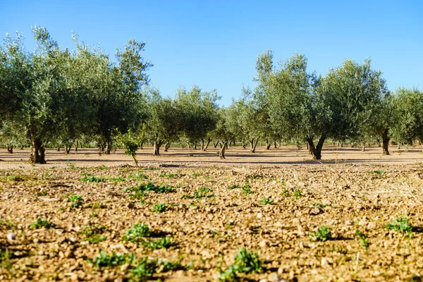Traditionell Plantering Olivträdsodling Spanska Naturen Landskap — Stockfoto