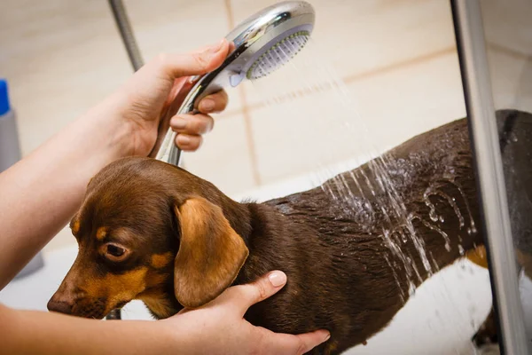 Mujer Cuidando Perrito Lavado Femenino Limpieza Salchichas Bajo Ducha Concepto — Foto de Stock