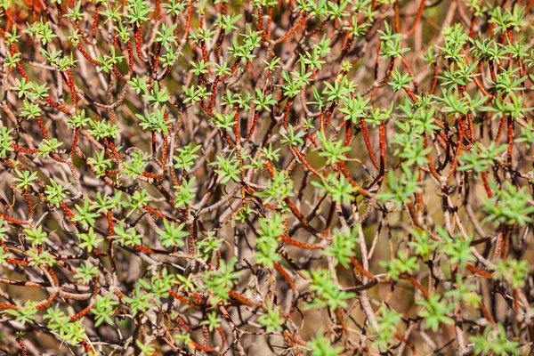 Küçük dalların küçük yapraklarıyla detaylandırılmış. Makro doğa, arkaplan ve doku kalıbı kavramı