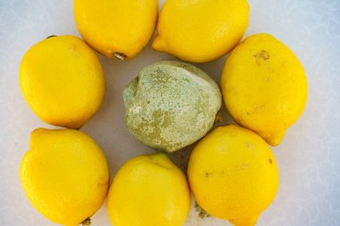 Sağlıklı ve yeşil küflü limon turunçgilleri. Çürük mantar yemekleri..