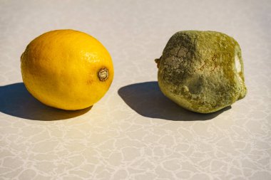 Sağlıklı ve yeşil küflü limon turunçgilleri. Çürük mantar yemekleri..