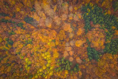 Voderady Beechwood ulusal bir doğa rezervidir. Rezerv nispeten asidik topraklarda doğal kayın ormanları vardır, korunması gereken orman habitat türü.