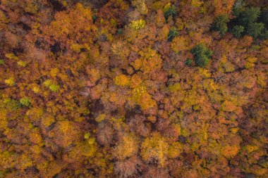 Voderady Beechwood ulusal bir doğa rezervidir. Rezerv nispeten asidik topraklarda doğal kayın ormanları vardır, korunması gereken orman habitat türü.