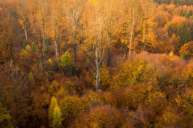 Voderady Beechwood ulusal bir doğa rezervidir. Rezerv nispeten asidik topraklarda doğal kayın ormanları vardır, korunması gereken orman habitat türü.