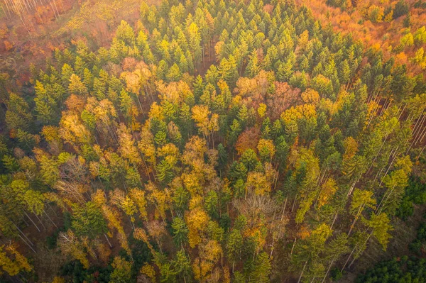 Voderady Beechwood Uma Reserva Natural Nacional Florestas Naturais Faia Solo — Fotografia de Stock