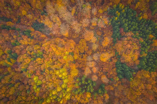 Voderady Beechwood Ett Nationellt Naturreservat Det Finns Naturliga Bokskogar Relativt — Stockfoto