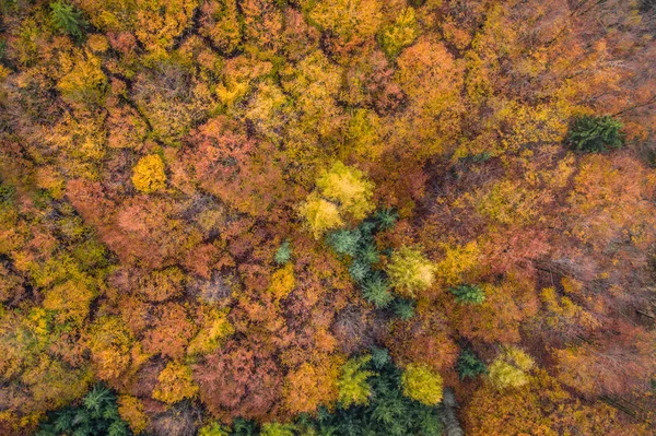 Voderady Beechwood Jest Narodowym Rezerwatem Przyrody Stosunkowo Kwaśnej Glebie Rezerwie — Zdjęcie stockowe
