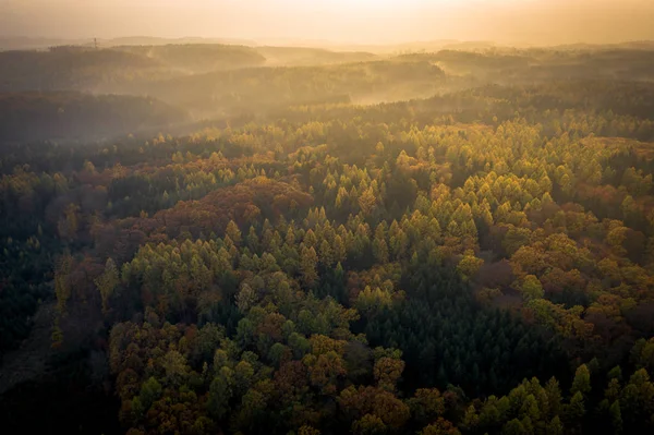 Voderady Beechwood Una Reserva Natural Nacional Hay Bosques Hayas Naturales — Foto de Stock