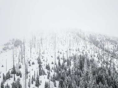 Sumava Milli Parkı veya Bohemian Forest Milli Parkı, Çek Cumhuriyeti'nin Güney Bohemya bölgelerinde, Almanya ve Avusturya sınırı boyunca yer alan bir milli parktır. Np Unesco tarafından protcted olduğunu.