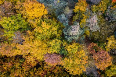 Merkez Bohemya Bölgesi, Çek Cumhuriyeti 'nin tarihi Bohemya bölgesinde bulunan bir yönetim birimidir. Yönetim merkezi Çek başkenti Prag 'dadır..