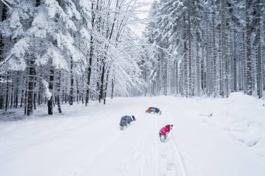Sumava Ulusal Parkı, Çek Cumhuriyeti 'nin dört ulusal parkından biridir. İki güney bölgesinde yer alır ve Çek Cumhuriyeti ile Avusturya arasında doğal bir sınır oluşturur.. 