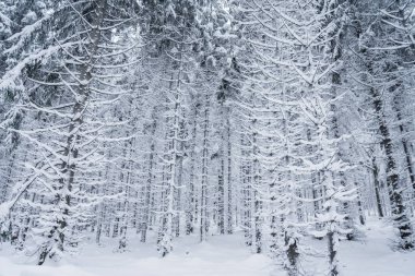 Sumava Ulusal Parkı, Çek Cumhuriyeti 'nin dört ulusal parkından biridir. İki güney bölgesinde yer alır ve Çek Cumhuriyeti ile Avusturya arasında doğal bir sınır oluşturur.. 