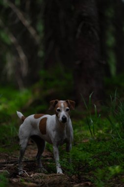 Krkonose Dağları Çek Cumhuriyeti ve Çek Cumhuriyeti 'nin en yüksek dağlık bölgelerinden biri olan bir jeomorfolojik komplekstir. Kuzeydoğu Bohemya 'da ve Polonya' nın güneyinde yer almaktadır.