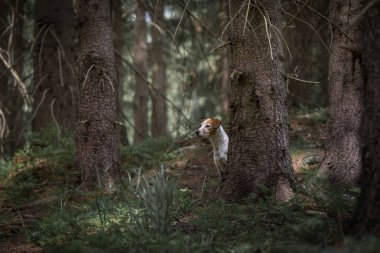 Krkonose Dağları Çek Cumhuriyeti ve Çek Cumhuriyeti 'nin en yüksek dağlık bölgelerinden biri olan bir jeomorfolojik komplekstir. Kuzeydoğu Bohemya 'da ve Polonya' nın güneyinde yer almaktadır.