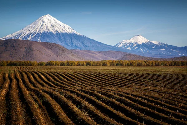 Agricultura Campos Outono Contra Fundo Vulcão Koryaksky Kamchatka — Fotografia de Stock