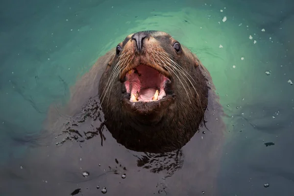 Northern Sea Lion in the Pacific Ocean