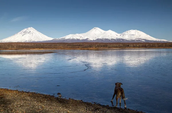 Nameless Lake Volcanoes Curious Dog — Stock Photo, Image